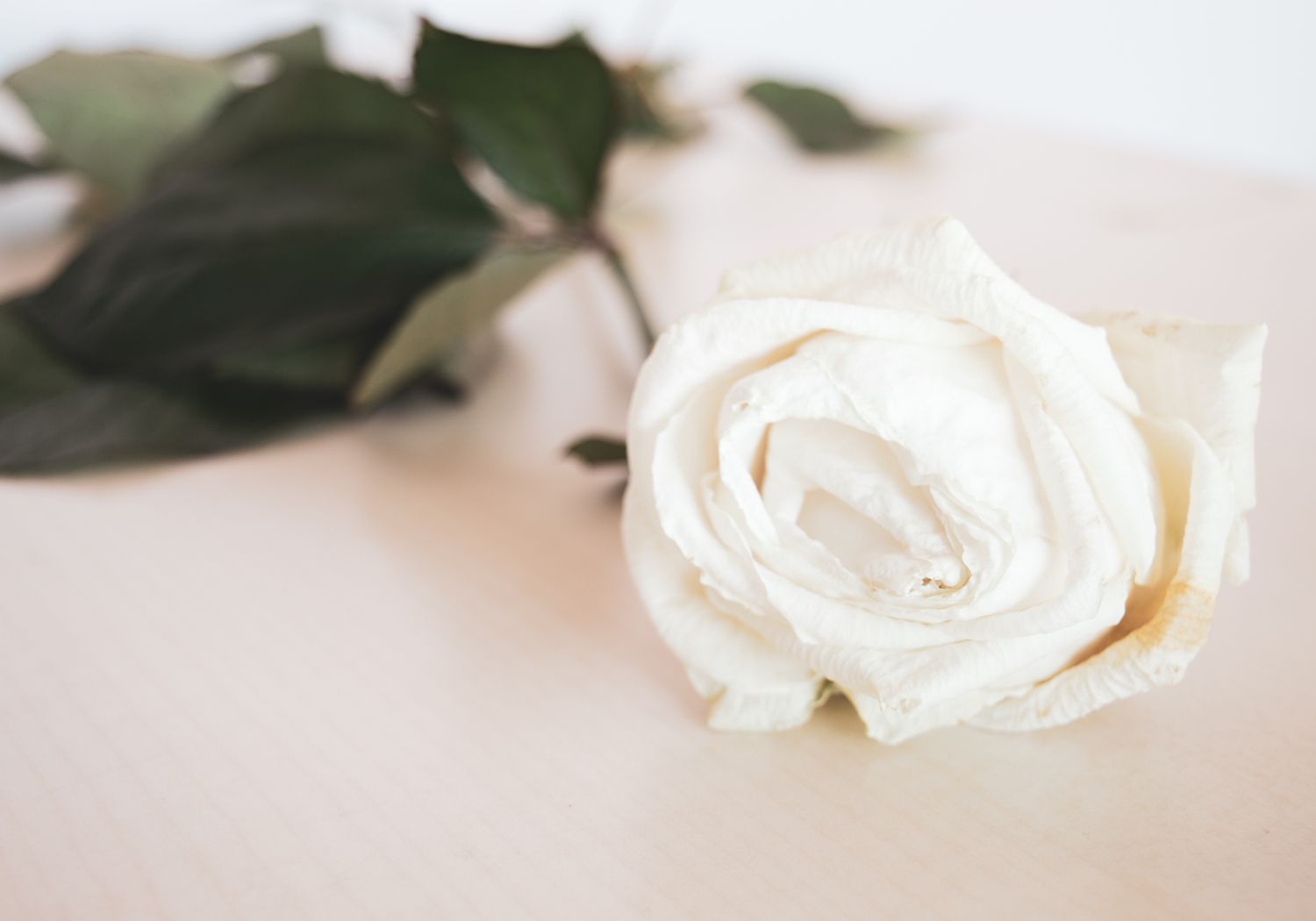 Personal Healing Journey A solitary, withered flower: A symbol of loss, fragility, and the passage of time, but also the potential for new growth and healing.