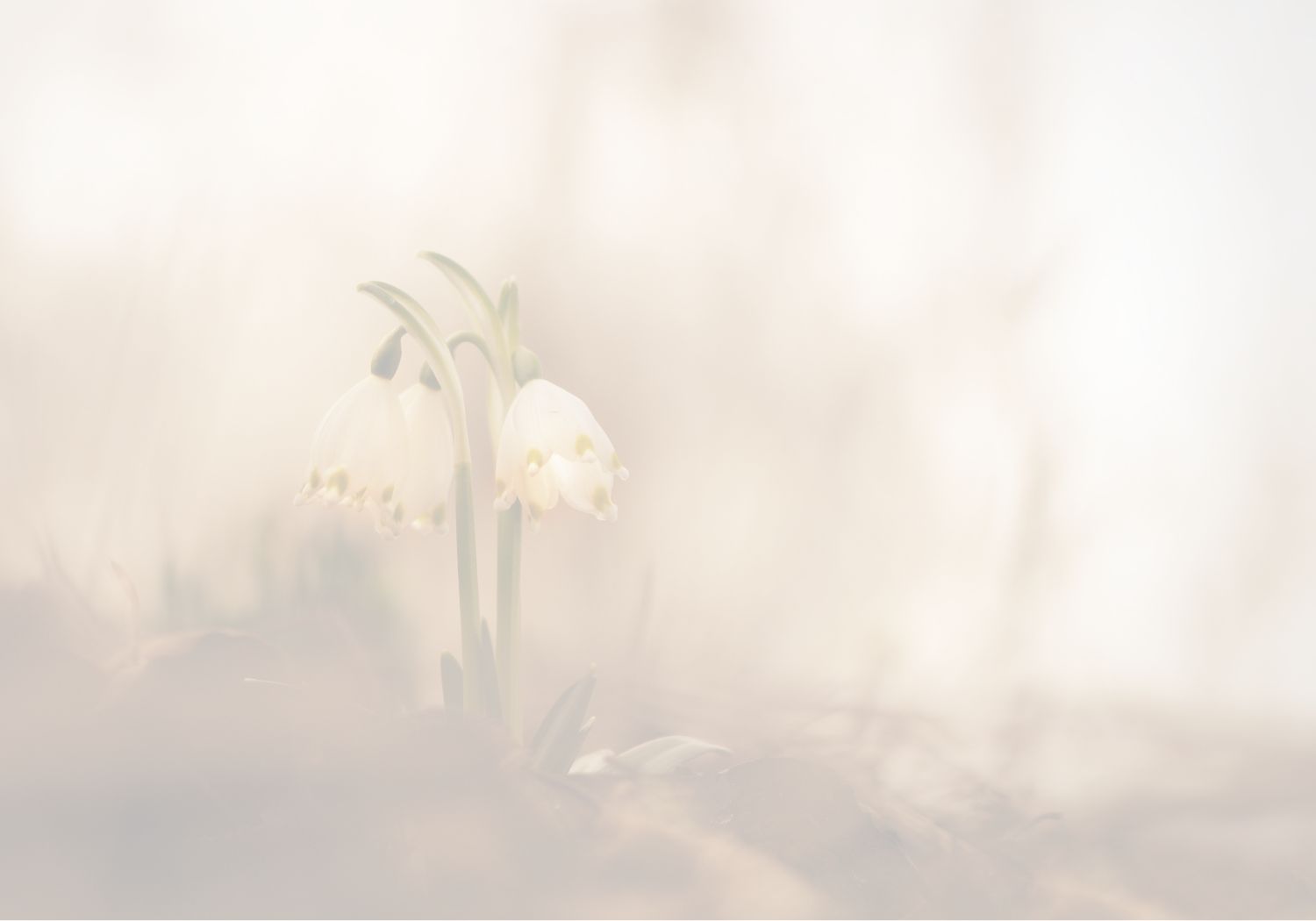 Sepia tone wilting flowers in nature. A symbol of loss, fragility, and the passage of time, but also the potential for new growth and healing.