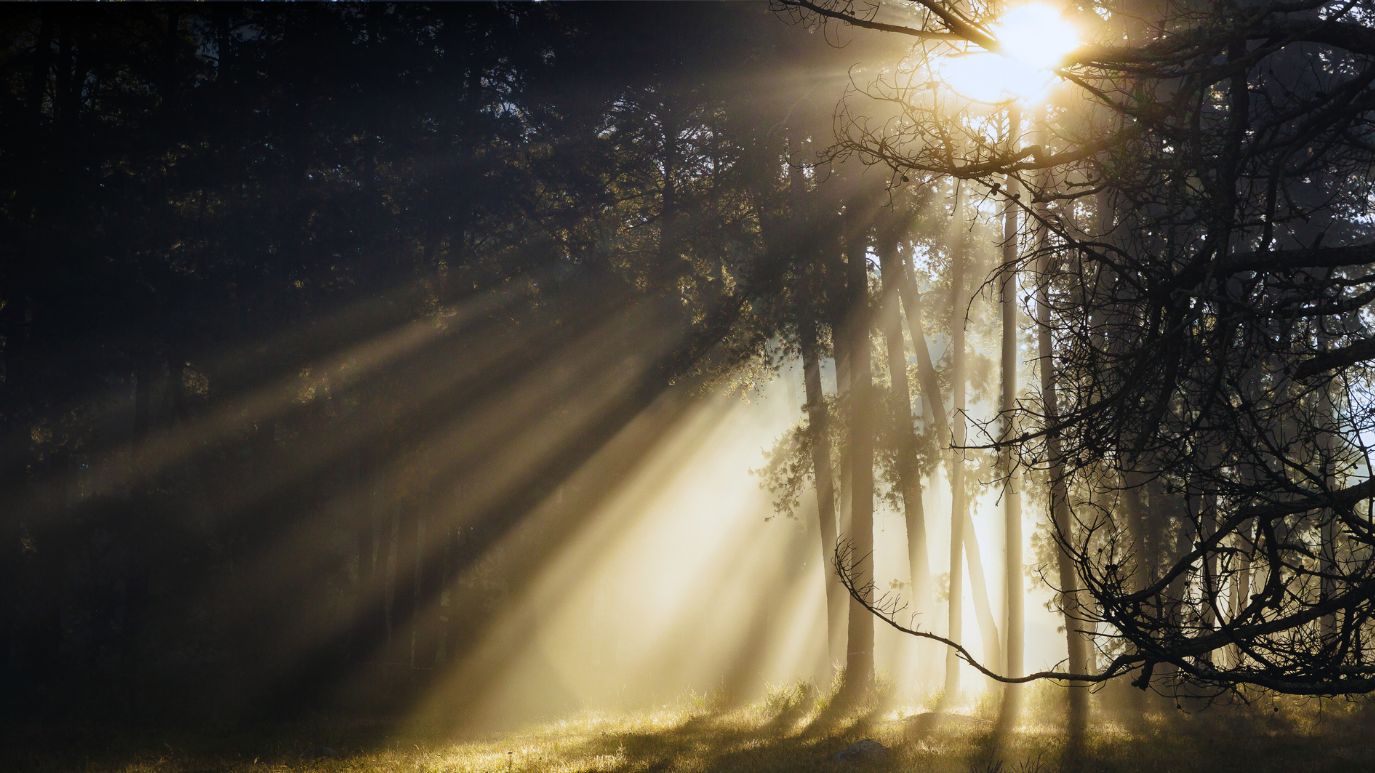 Soft ethereal light streaming through trees with a gentle morning mist