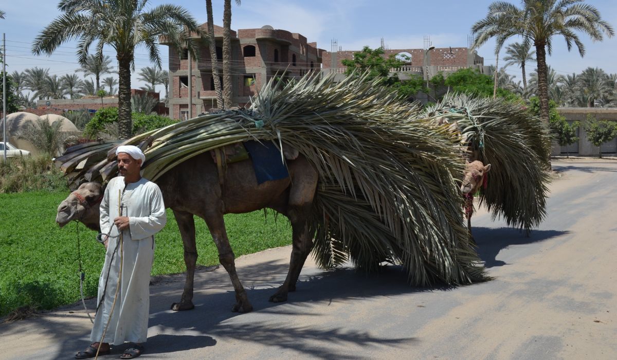 Journey to Egypt: A Calling A panoramic view of the Egyptian countryside with a camel carrying loads. Authentic scenes from Upper Egypt - spiritual tour to Egypt.