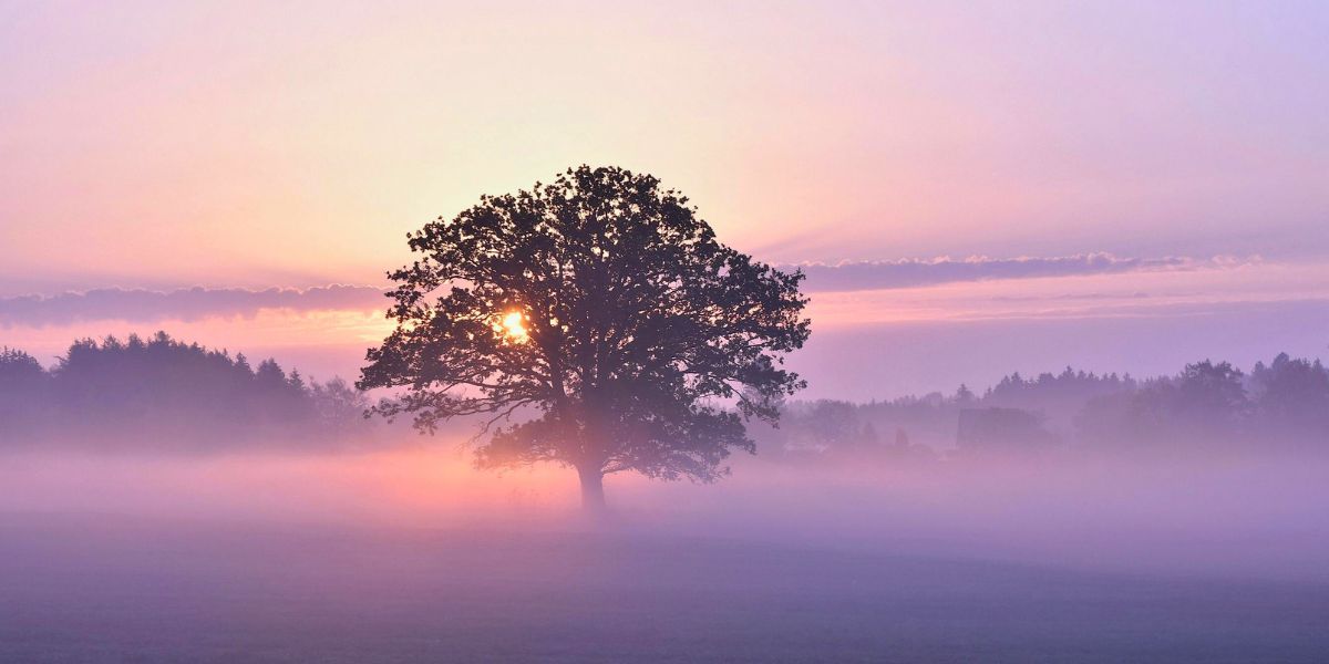 Alt text Life lessons 2025 symbolised by gentle dawn light emerging through mist