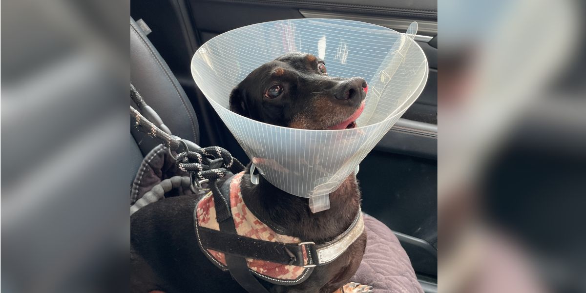 Wally the dachshund wearing a cone after emergency surgery from eating his leather dog harness.